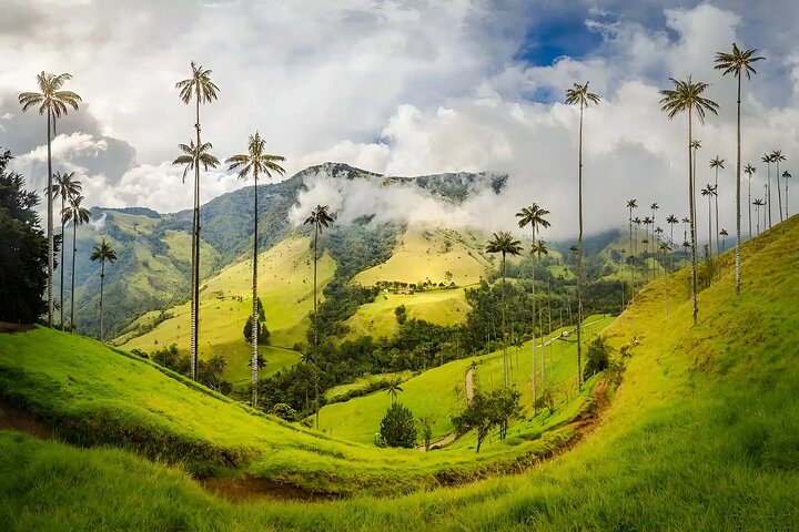 Cocora Valley Shared Tour from Salento