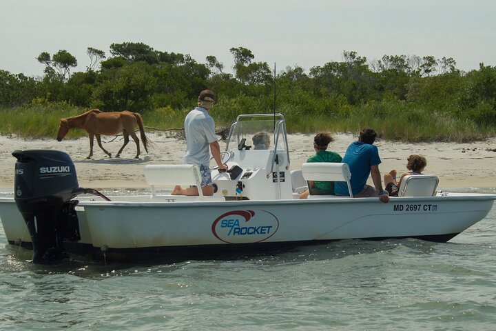 1-Hour Private Party Assateague Island Pony Cruise in Ocean City