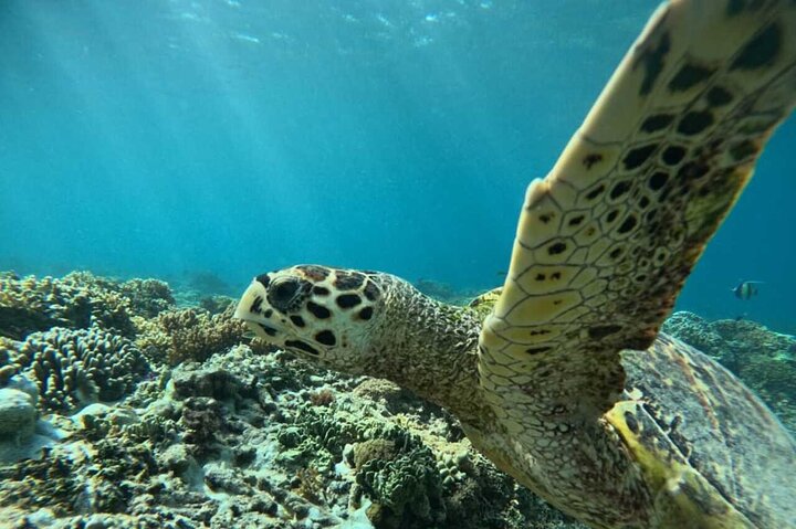 Private Snorkeling Tour of Gili Islands in Air Meno and Trawangan