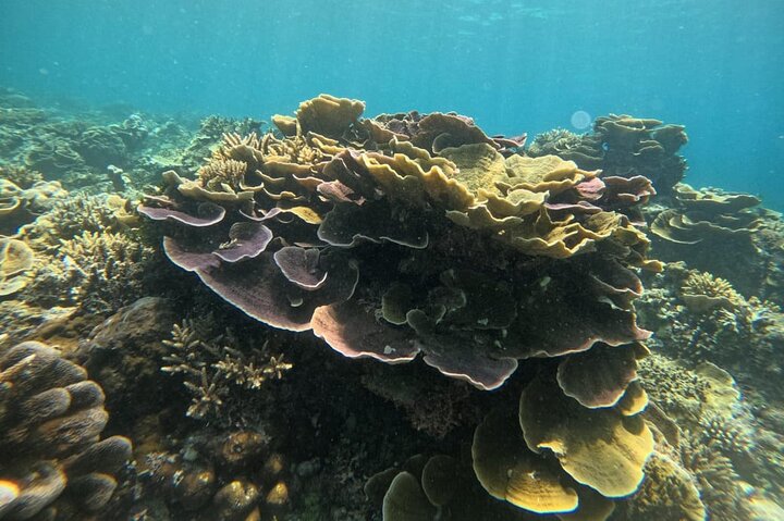 Private Snorkeling Tour of Gili Islands in Air Meno and Trawangan