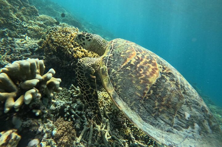 Private Snorkeling Tour of Gili Islands in Air Meno and Trawangan