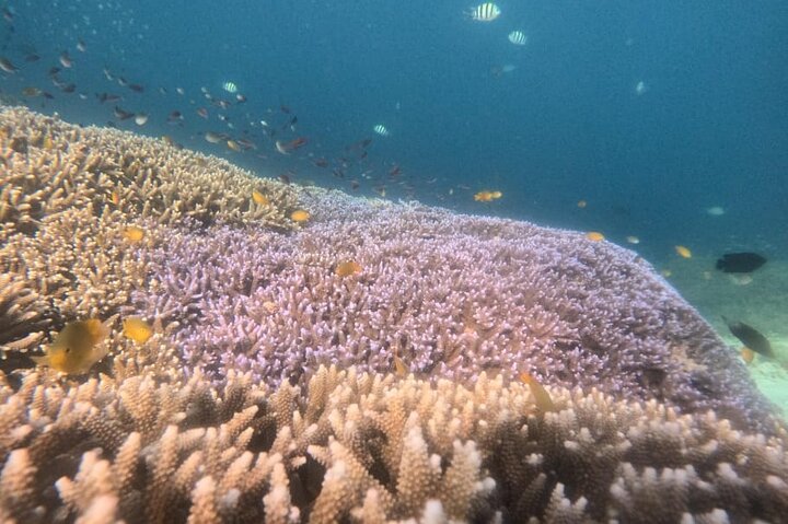 Private Snorkeling Tour of Gili Islands in Air Meno and Trawangan