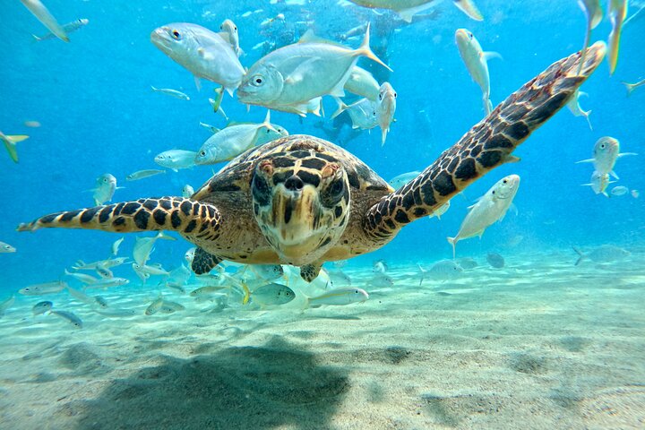 Unforgettable Sea Turtle Swim & Grote Knip Beach Escape