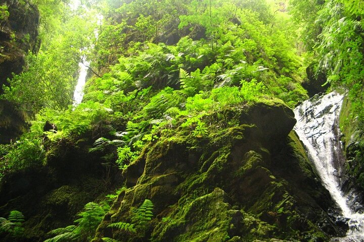 Madeira Queimadas Caldeirão Verde