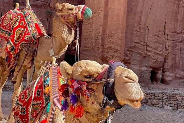 Petra Full-Day Private Tour From Amman