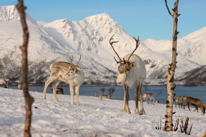 Tromsø Arctic Fjords Adventure Tour with Local Lunch