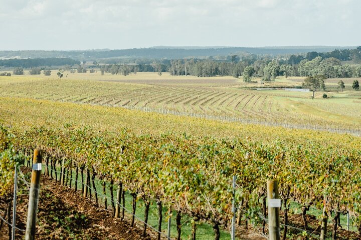 Newcastle: Boutique Hunter Valley Wine Tour