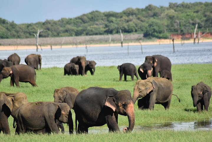 Private Polonnaruwa Ruins & Minneriya Safari Tour from Sigiriya