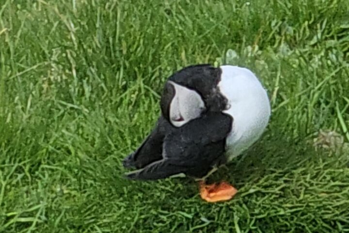 Eyjascooter Puffin Tour in Iceland