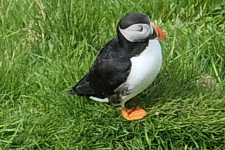Eyjascooter Puffin Tour in Iceland
