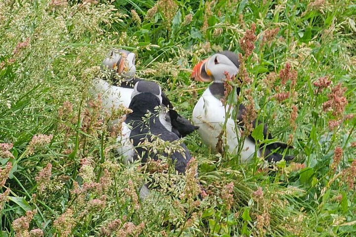 Eyjascooter Puffin Tour in Iceland