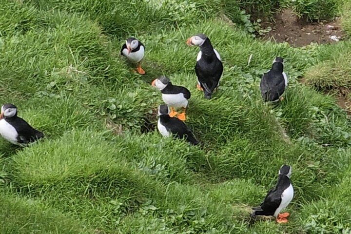 Eyjascooter Puffin Tour in Iceland