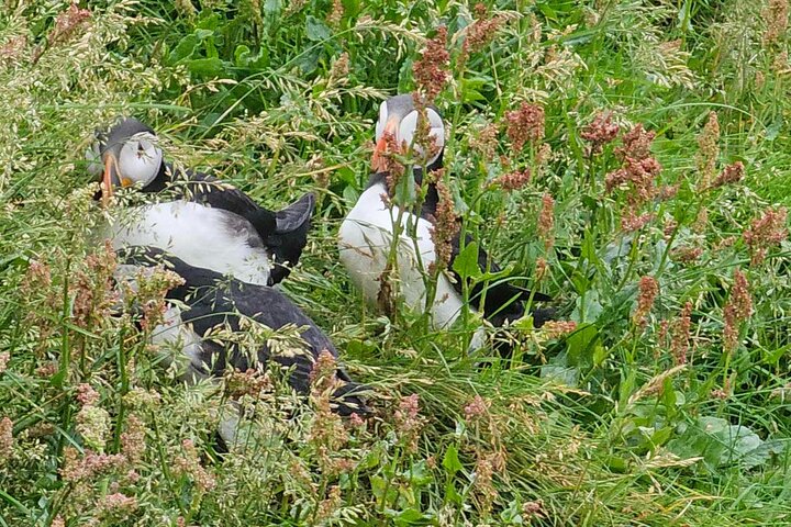 Eyjascooter Puffin Tour in Iceland