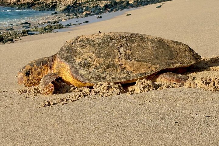 Boa vista Turtle Watching with local guides