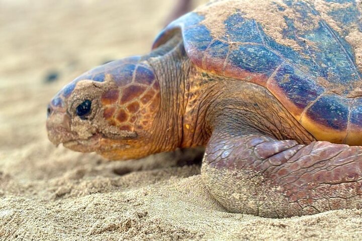 Boa vista Turtle Watching with local guides