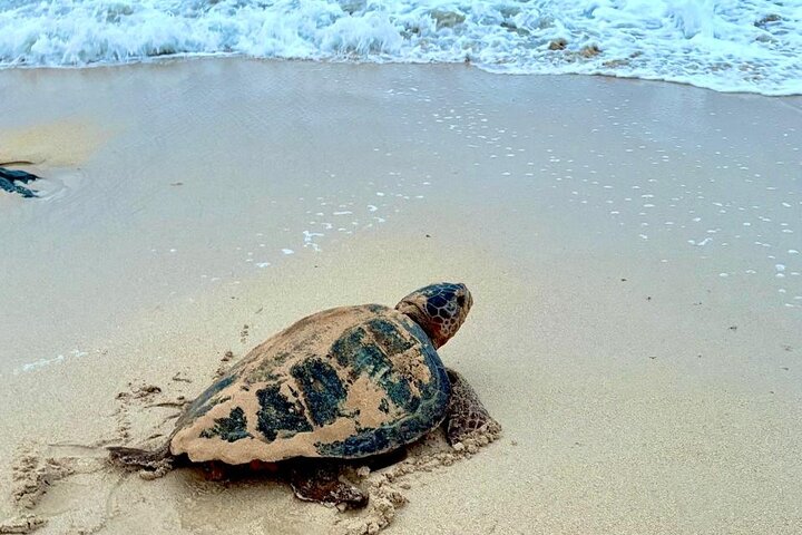 Boa vista Turtle Watching with local guides