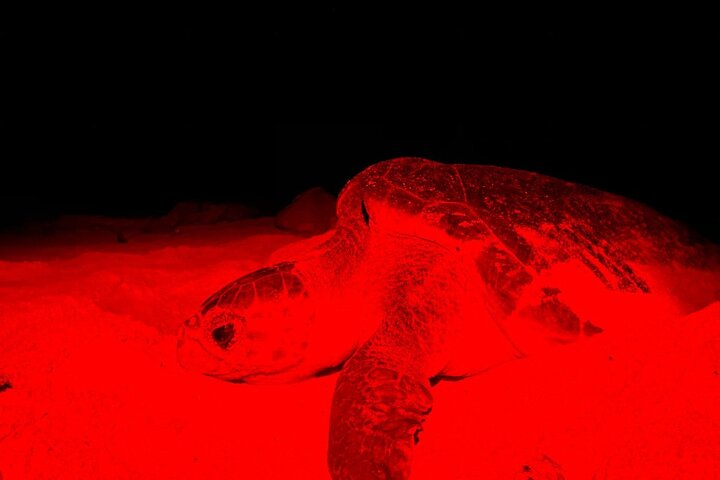 Boa vista Turtle Watching with local guides