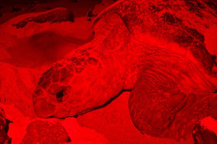 Boa vista Turtle Watching with local guides