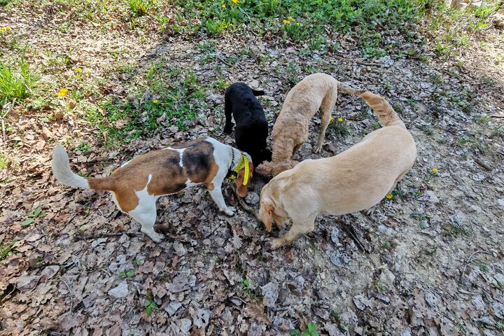 Truffle hunting adventure