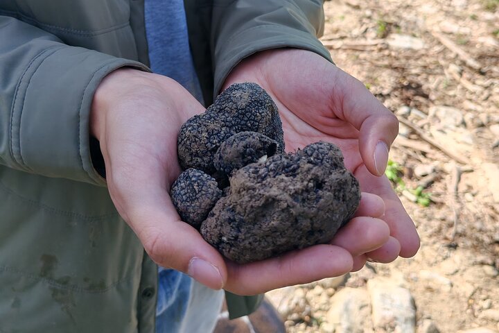 Truffle hunting adventure