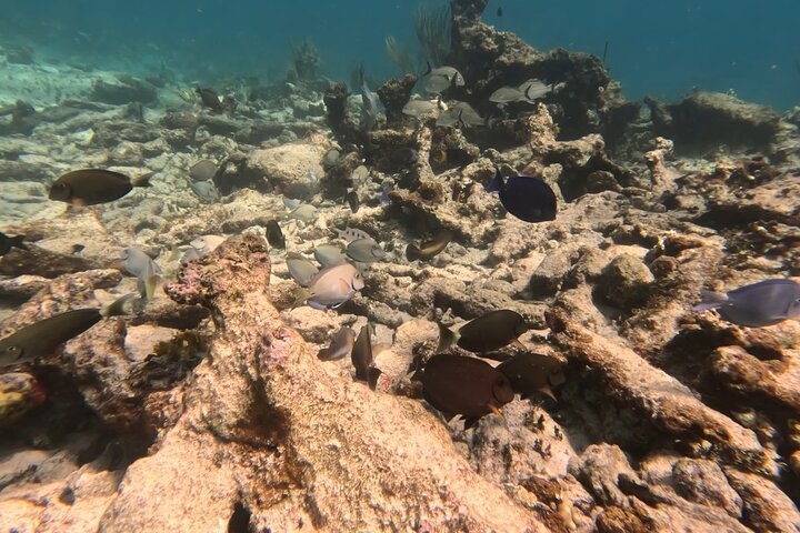 Prickly Pear Catamaran Trip from St Maarten Including Lunch