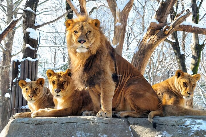 Everland Theme Park Adventure Ticket | Korea