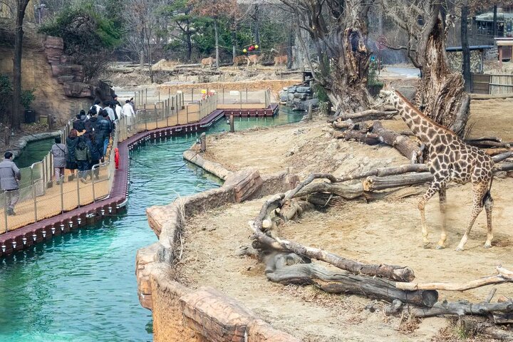 Everland Theme Park Adventure Ticket | Korea