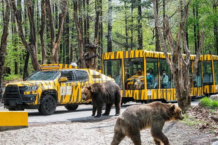 Everland Theme Park Adventure Ticket | Korea