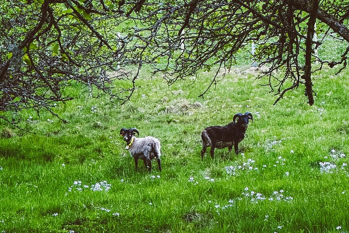 Taste of the Fjord Guided Food Tasting Experience in Flåm