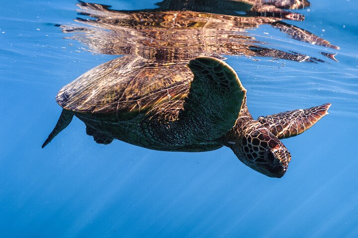 Waikiki Turtle Canyon Snorkel: Turtles Guaranteed