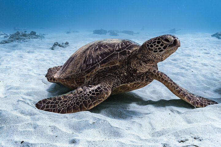 Waikiki Turtle Canyon Snorkel: Turtles Guaranteed