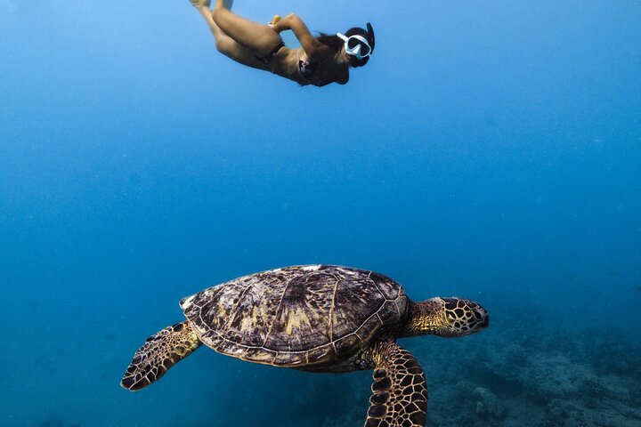 Waikiki Turtle Canyon Snorkel: Turtles Guaranteed