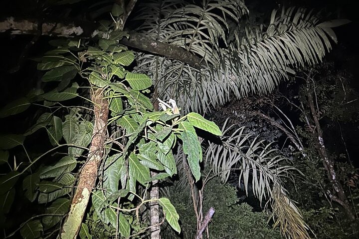 Night Adventure at Soberania National Park