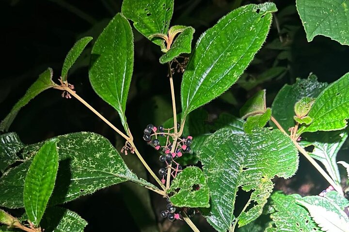 Night Adventure at Soberania National Park