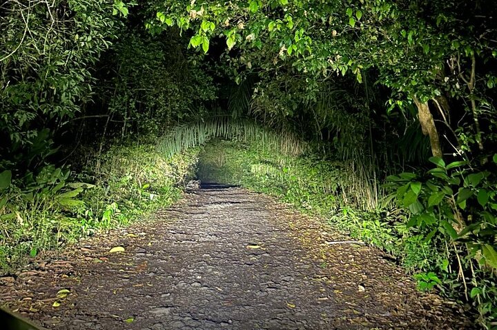 Night Adventure at Soberania National Park