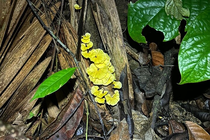 Night Adventure at Soberania National Park