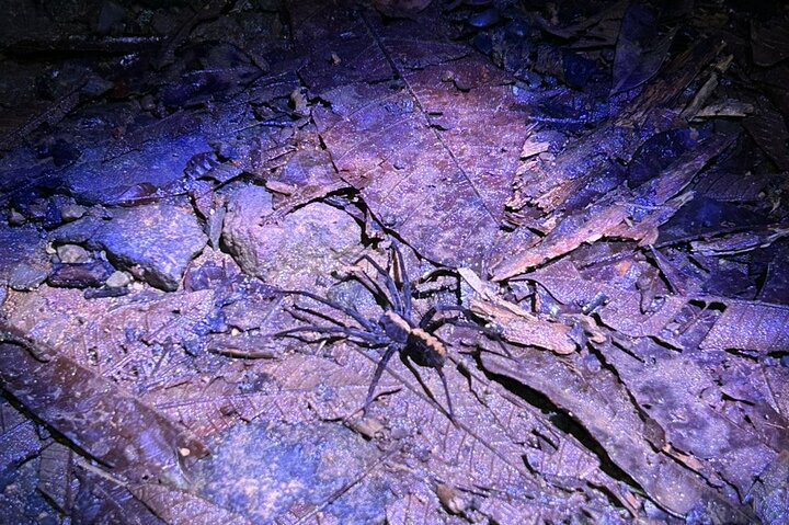 Night Adventure at Soberania National Park