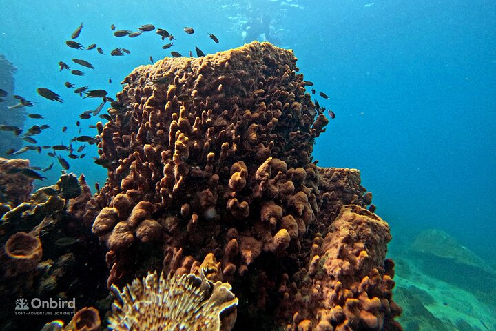 [Phu Quoc] Private Speedboat & Short-Snorkel: South Hidden Reefs