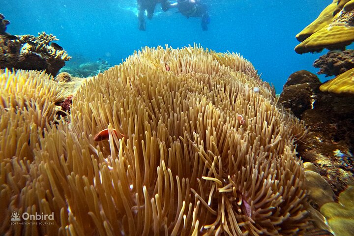 [Phu Quoc] Private Speedboat & Short-Snorkel: South Hidden Reefs