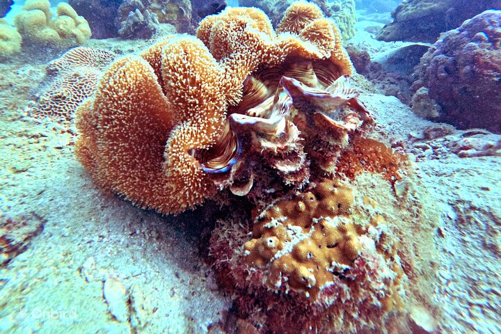 [Phu Quoc] Private Speedboat & Short-Snorkel: South Hidden Reefs