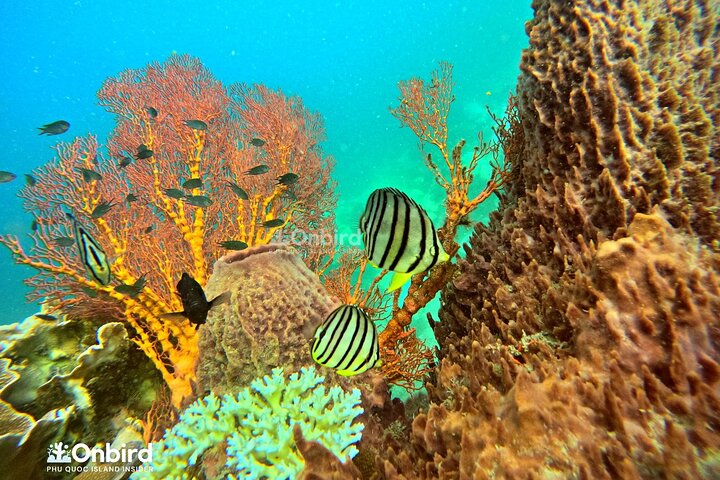 [Phu Quoc] Private Speedboat & Short-Snorkel: South Hidden Reefs