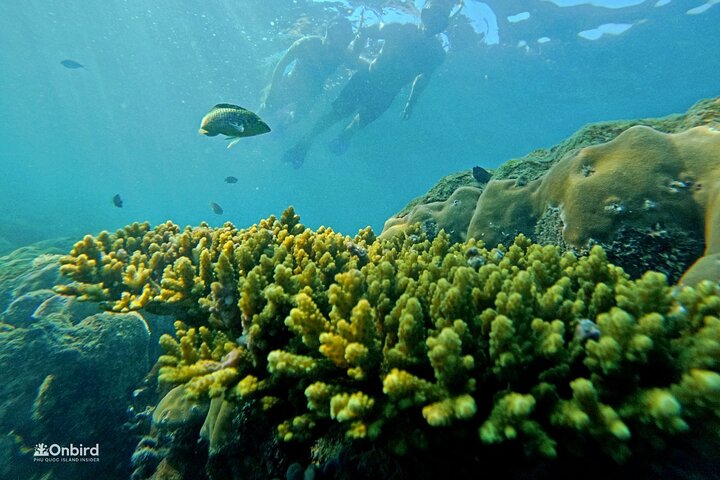 [Phu Quoc] Private Speedboat & Short-Snorkel: South Hidden Reefs