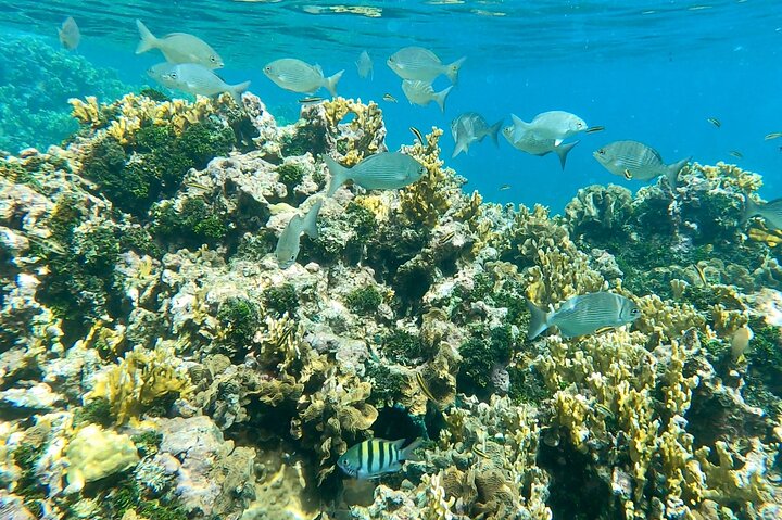 Private Catamaran Escape: Caribbean Beaches, Snorkeling & Lunch