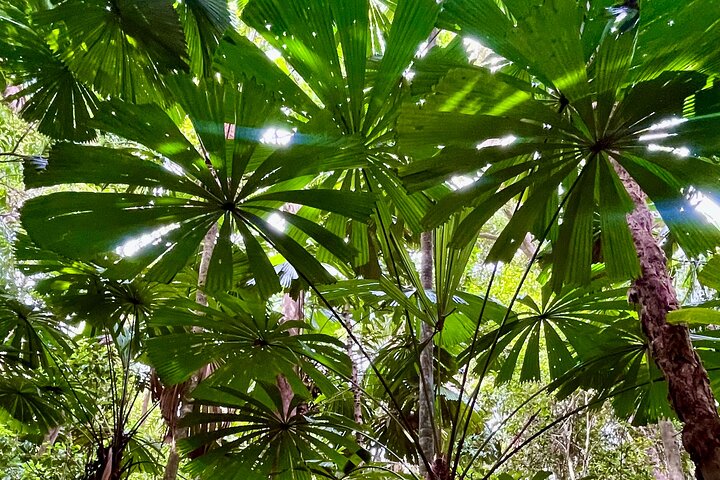Half-Day Daintree Rainforest Tour
