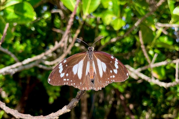 Half-Day Daintree Rainforest Tour
