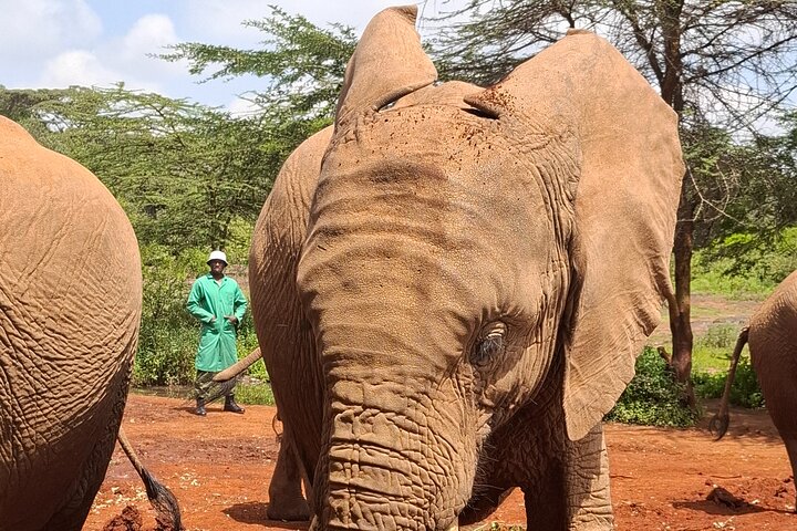 Private Adventure: Nairobi park, Elephants & Giraffe centre