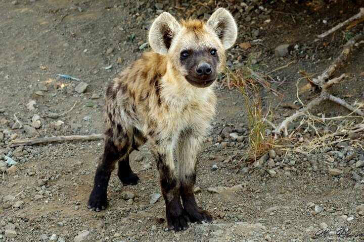Hluhluwe-iMfolozi Park - Exclusive Full Day Safari