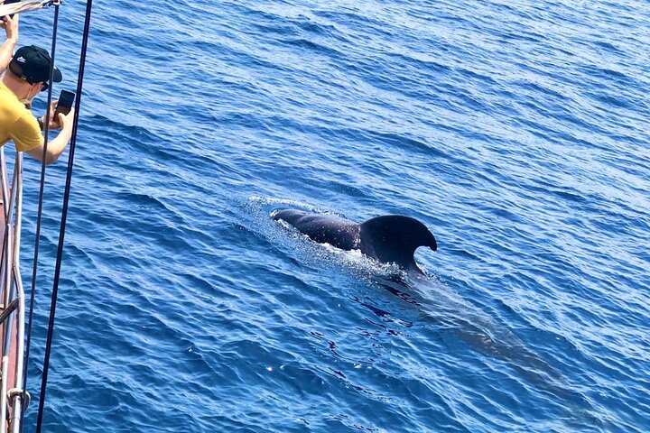 Tenerife: Whale & Dolphin Watching Cruise & Swim, Los Cristianos