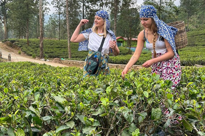 Nuwara Eilya Tea Plucking &Tasting waterfalls tours