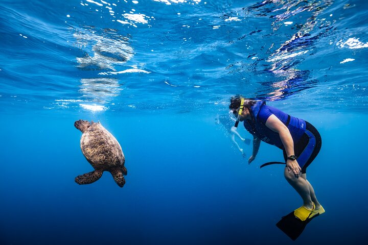 Waikiki Turtle Canyon Snorkel: Turtles Guaranteed